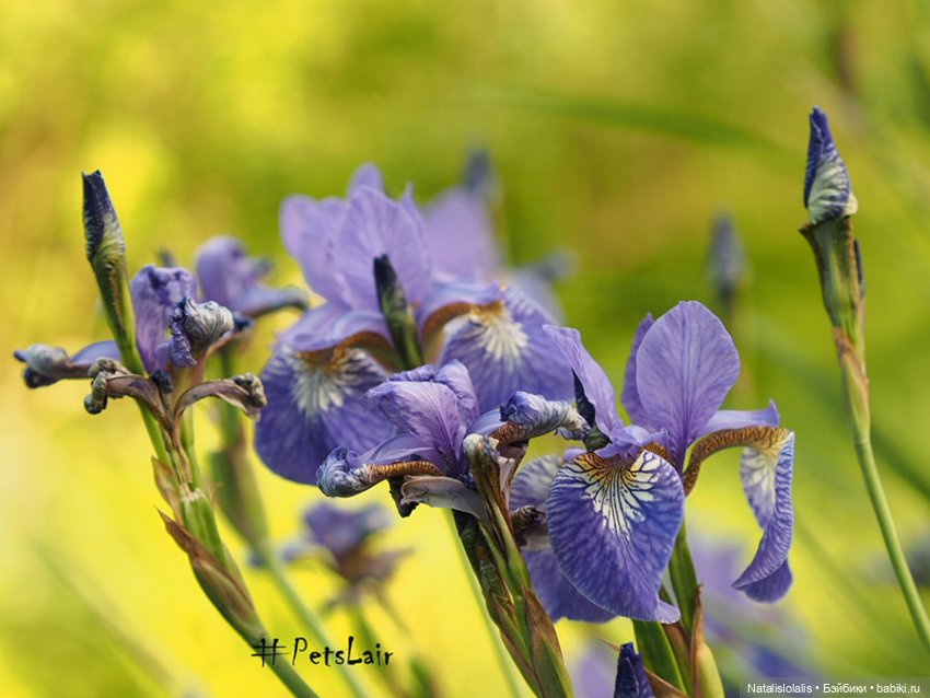 Жаркое лето 20-21 — Авторские куклы BJD (БЖД) у нас дома: фото (фото 6)