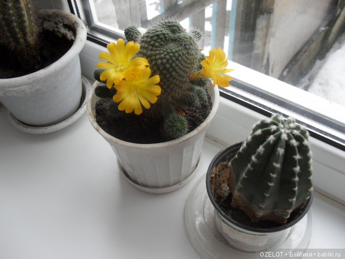 название не знаю,но цветёт