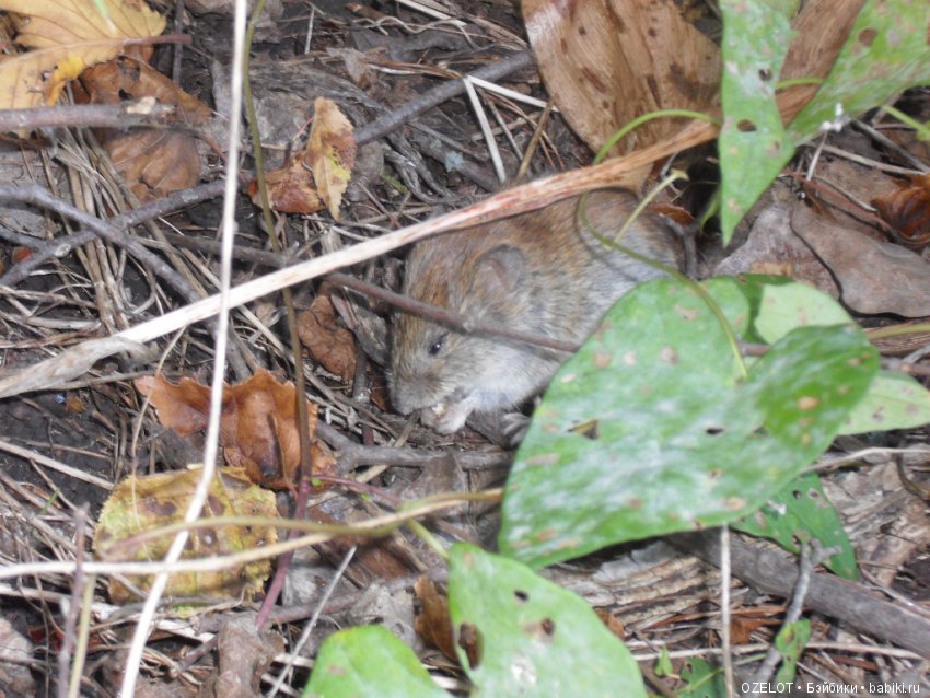 Ура! Грибалка — Разные шарнирные куклы (не БЖД): редкие (фото 9)