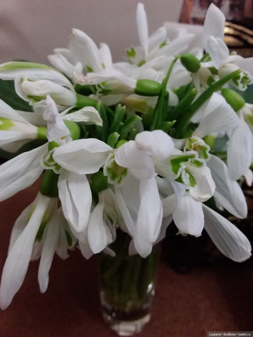 Они сами пишут свои истории: сестра Коринны:) Сирин и Дориан. И немного о Лестате