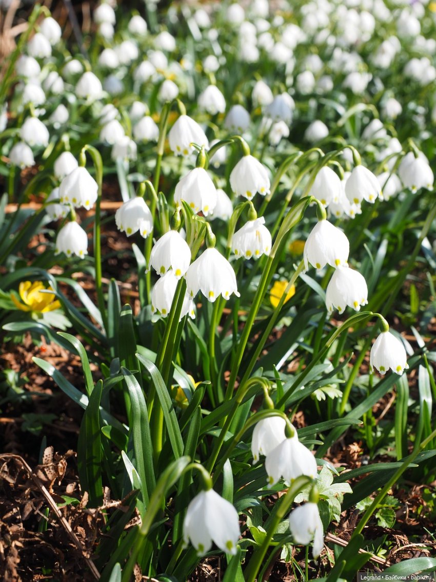 Они сами пишут свои истории: Наши весенние куклополки
