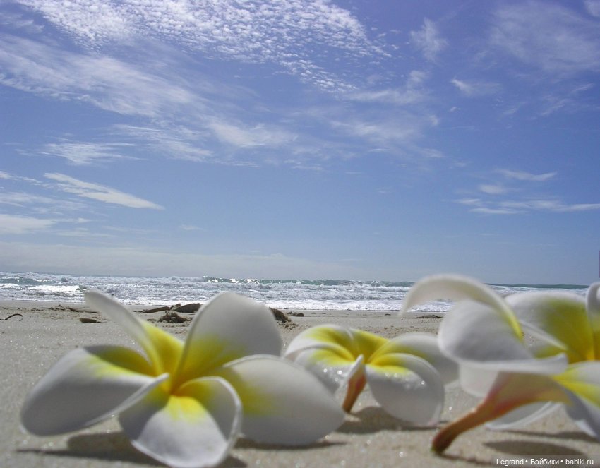 Они сами пишут свои истории: "Соль, моя нежная девочка..." (фото 6)