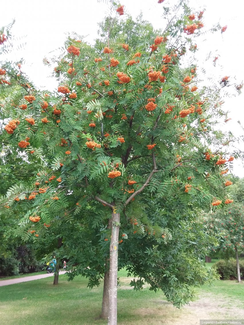 Прогулка по Петербургу — Туризм и путешествия: фотоотчеты из поездок