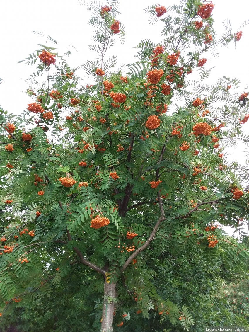 Прогулка по Петербургу — Туризм и путешествия: фотоотчеты из поездок