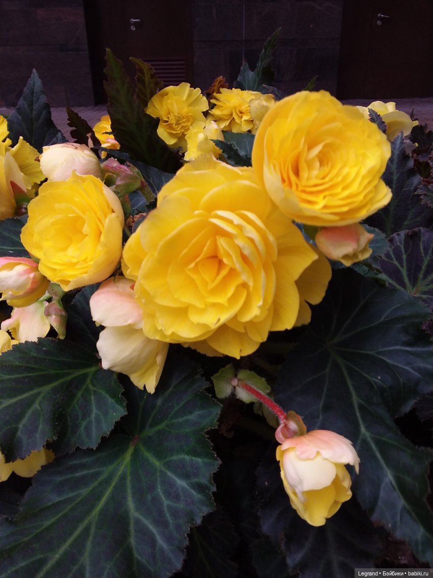 Снова мишки: короткая прогулка с Гри