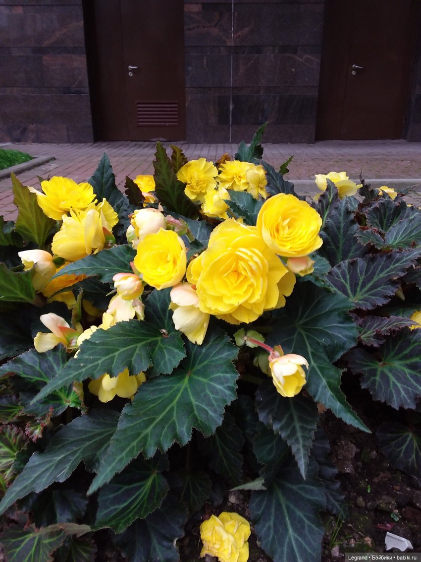 Снова мишки: короткая прогулка с Гри