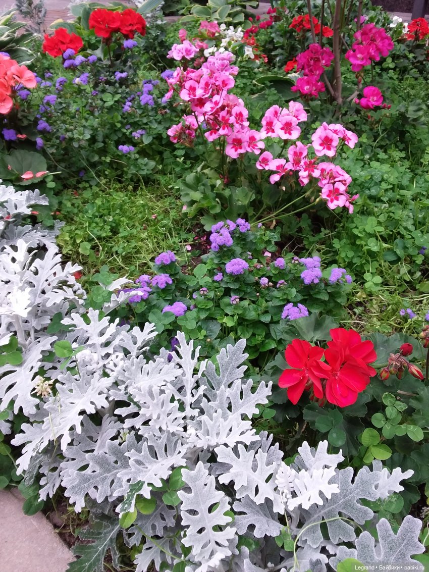 Снова мишки: короткая прогулка с Гри