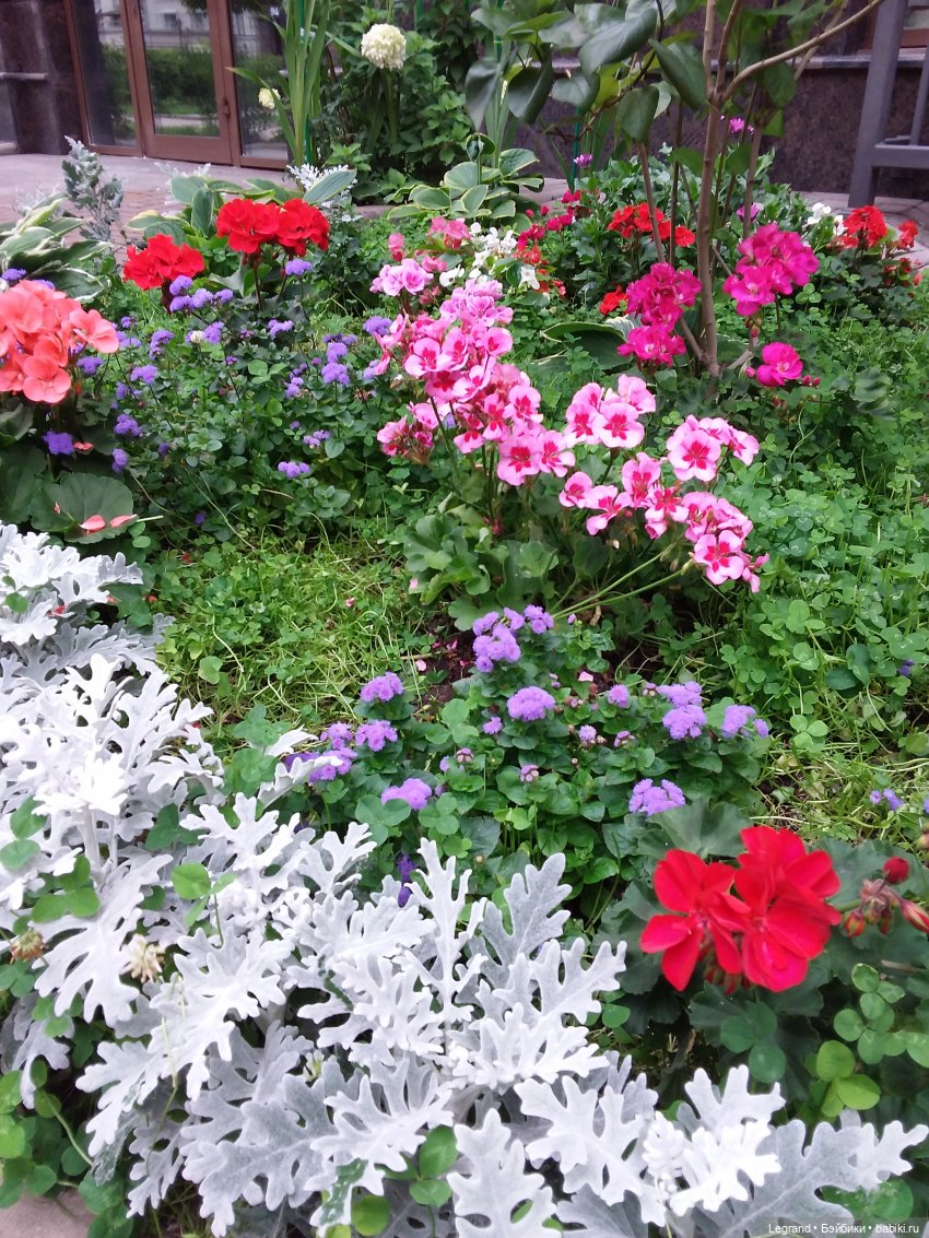 Снова мишки: короткая прогулка с Гри