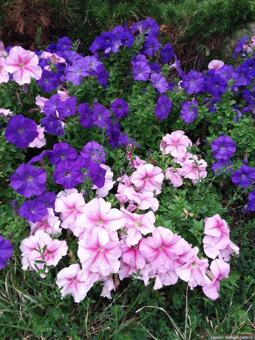 Снова мишки: короткая прогулка с Гри