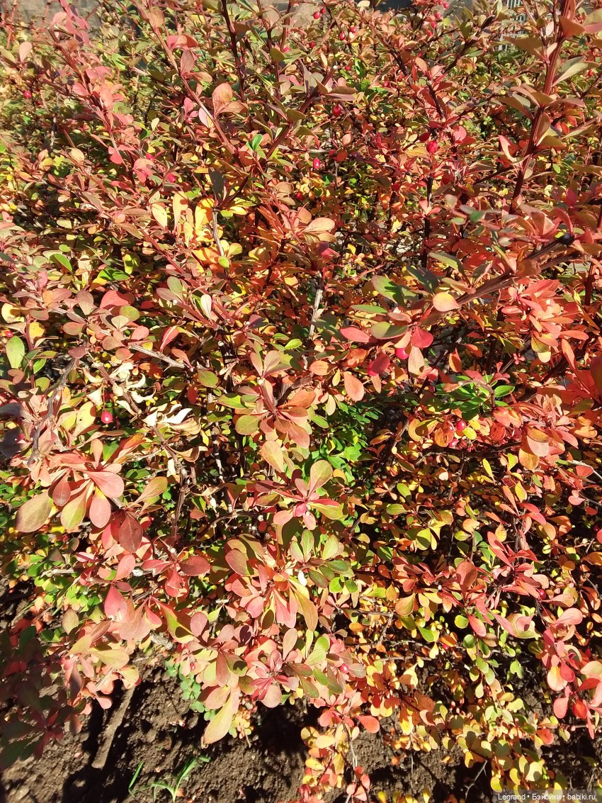 Золотая осень в Петербурге. Таврический сад (фото 2)