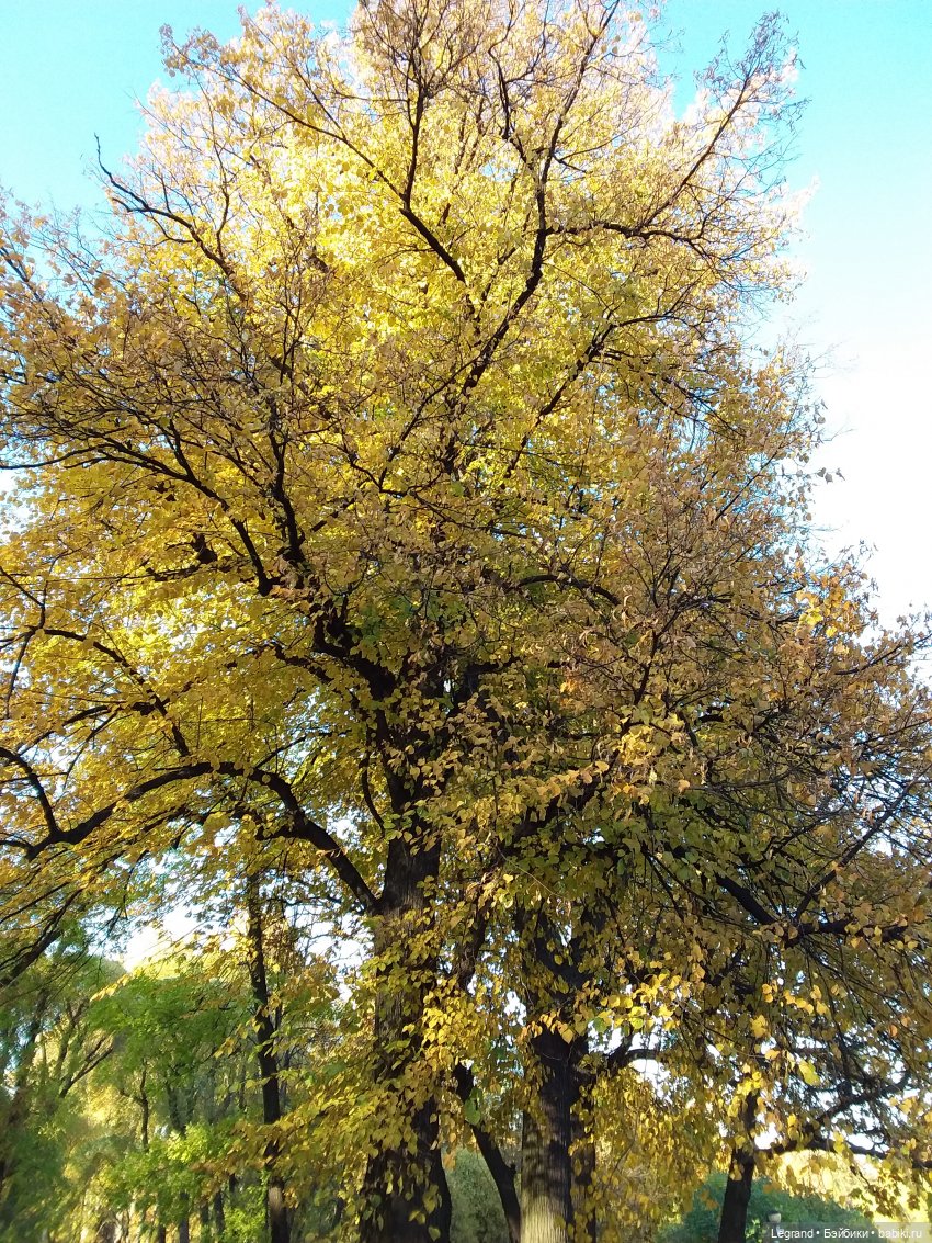 Золотая осень в Петербурге. Таврический сад