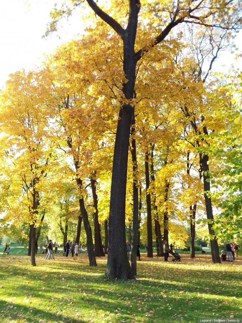 Золотая осень в Петербурге. Таврический сад