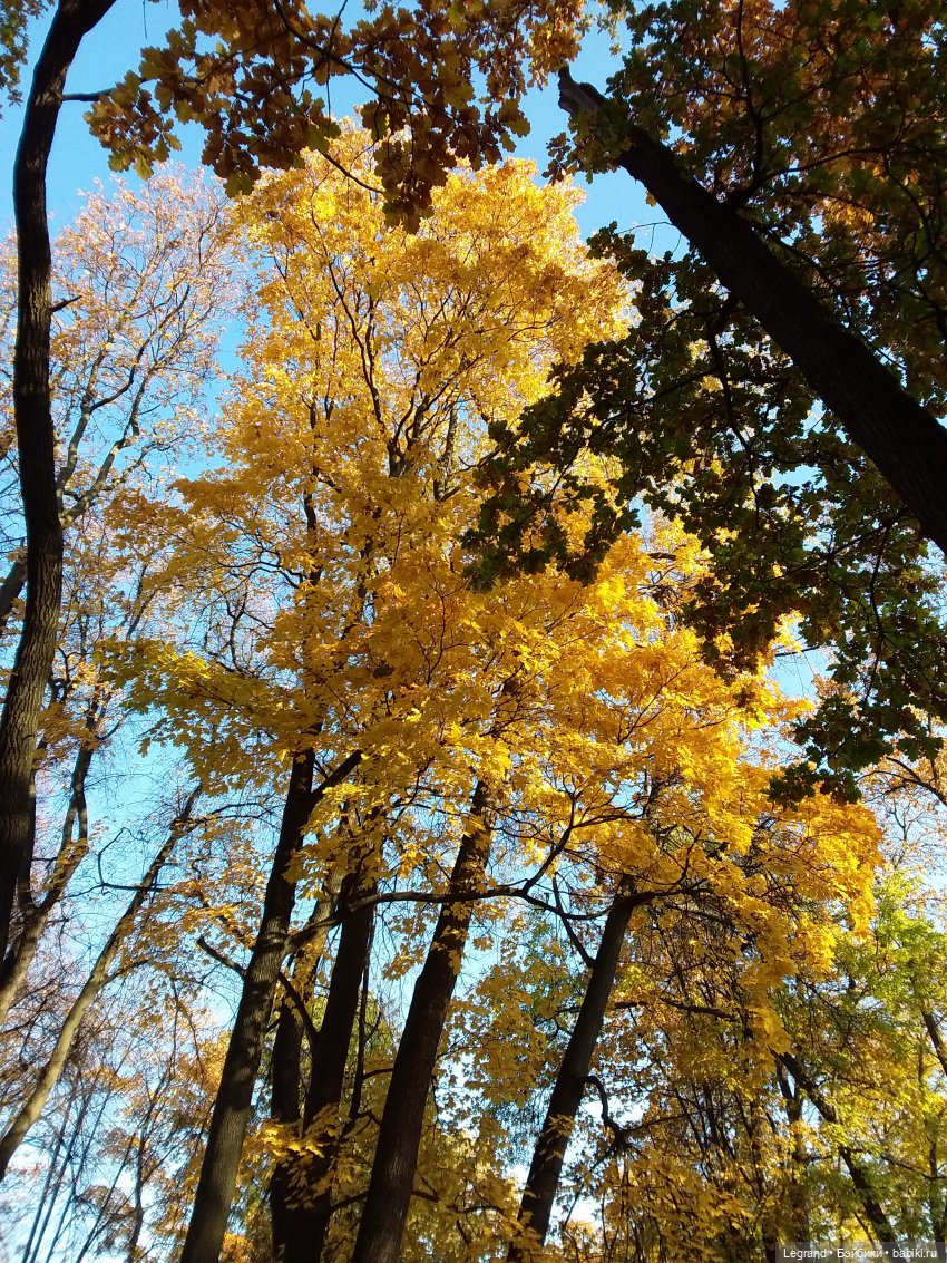 Золотая осень в Петербурге. Таврический сад (фото 7)