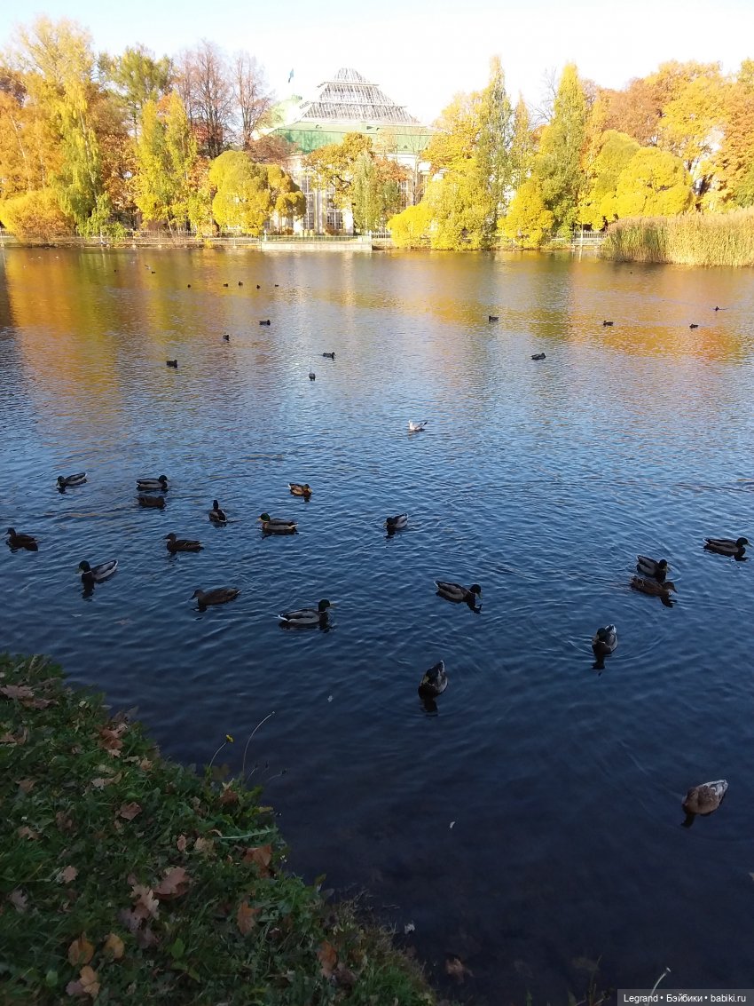 Золотая осень в Петербурге. Таврический сад