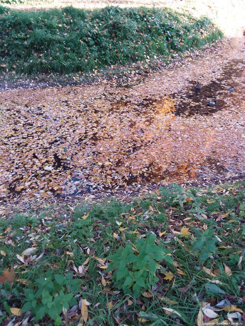 Золотая осень в Петербурге. Таврический сад