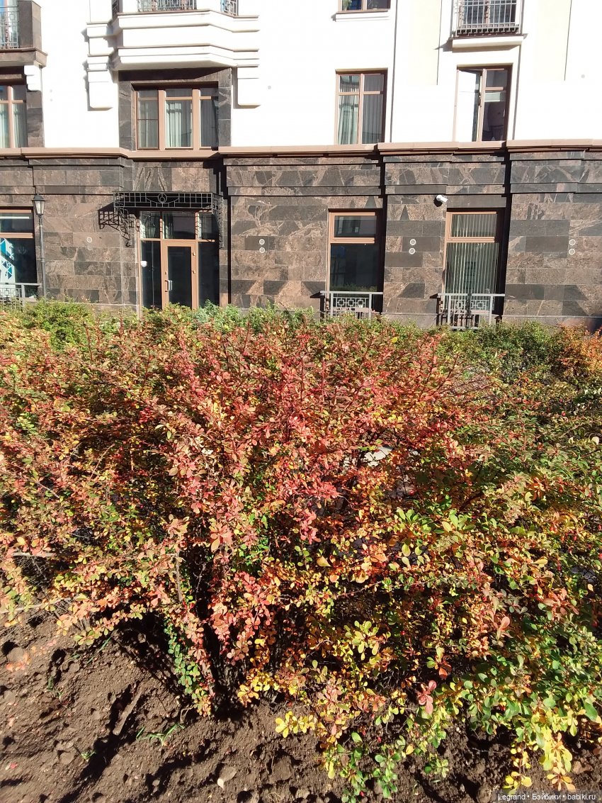 Золотая осень в Петербурге. Таврический сад