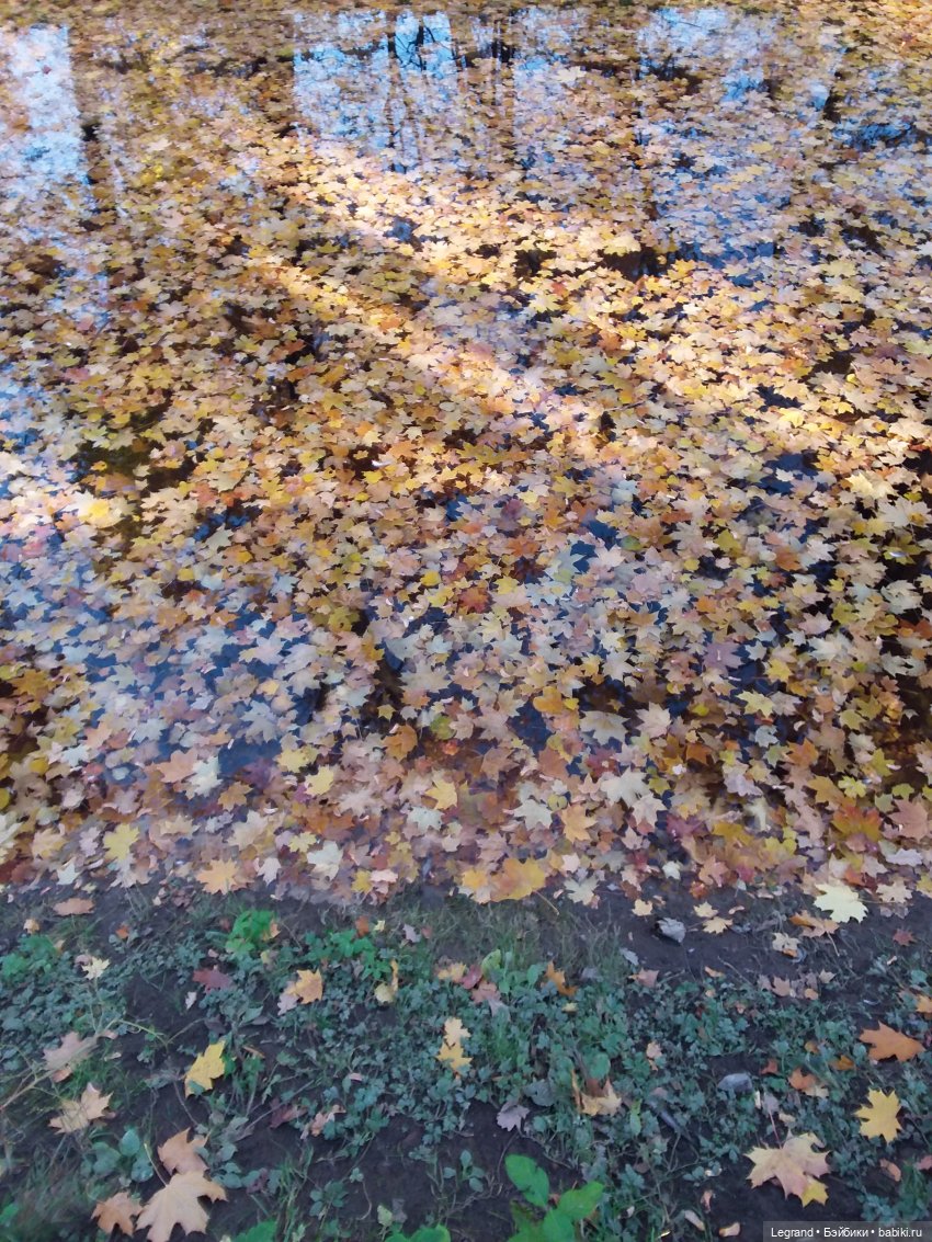 Золотая осень в Петербурге. Таврический сад (фото 10)