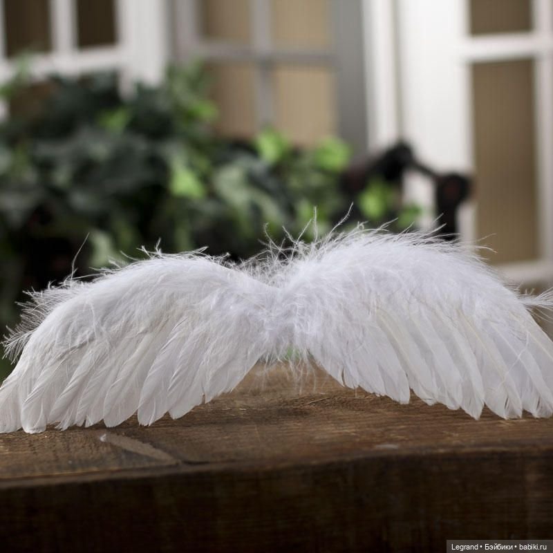 Они сами пишут свои истории: "Крылья, всё крылья..."