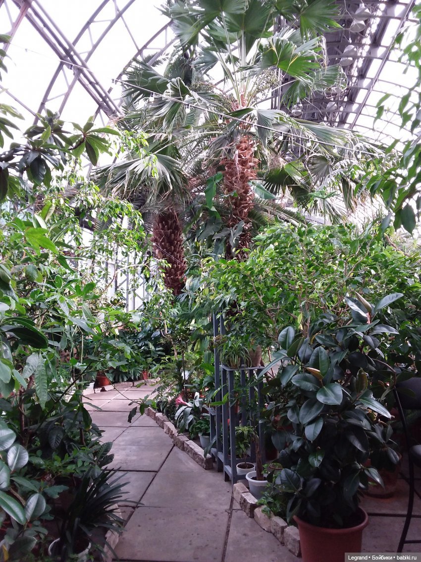 Прогулки по Петербургу с куклами и без