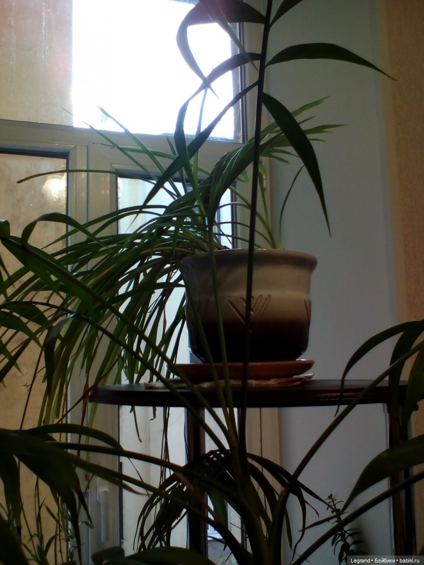 Елена Николаевна, большой Зай и несколько слов о Петербурге (фото 8)