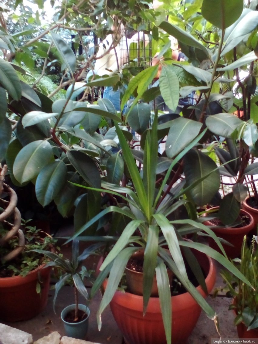 Петербург. Зимняя прогулка Гри в Таврическом саду