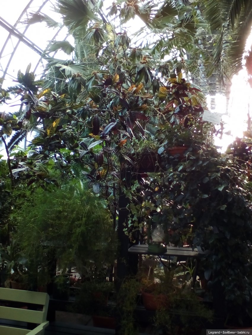 Петербург. Зимняя прогулка Гри в Таврическом саду (фото 9)