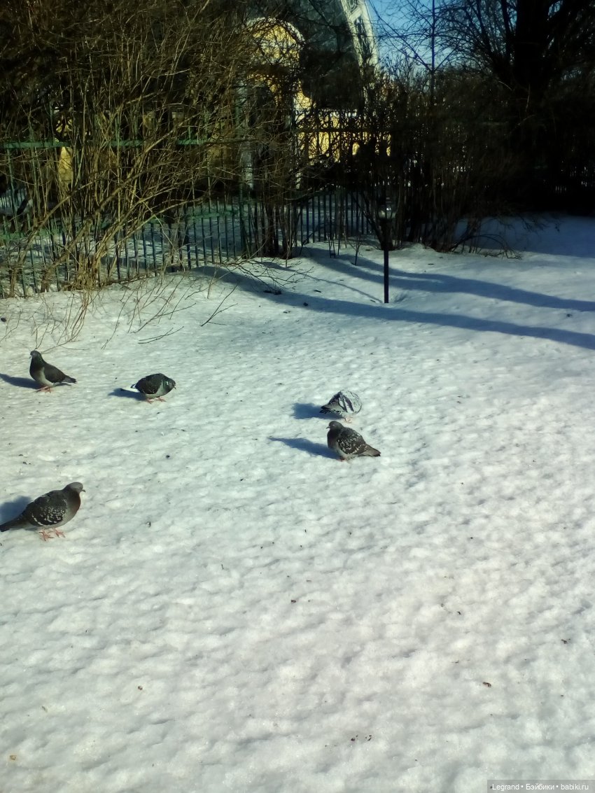 Петербург. Зимняя прогулка Гри в Таврическом саду