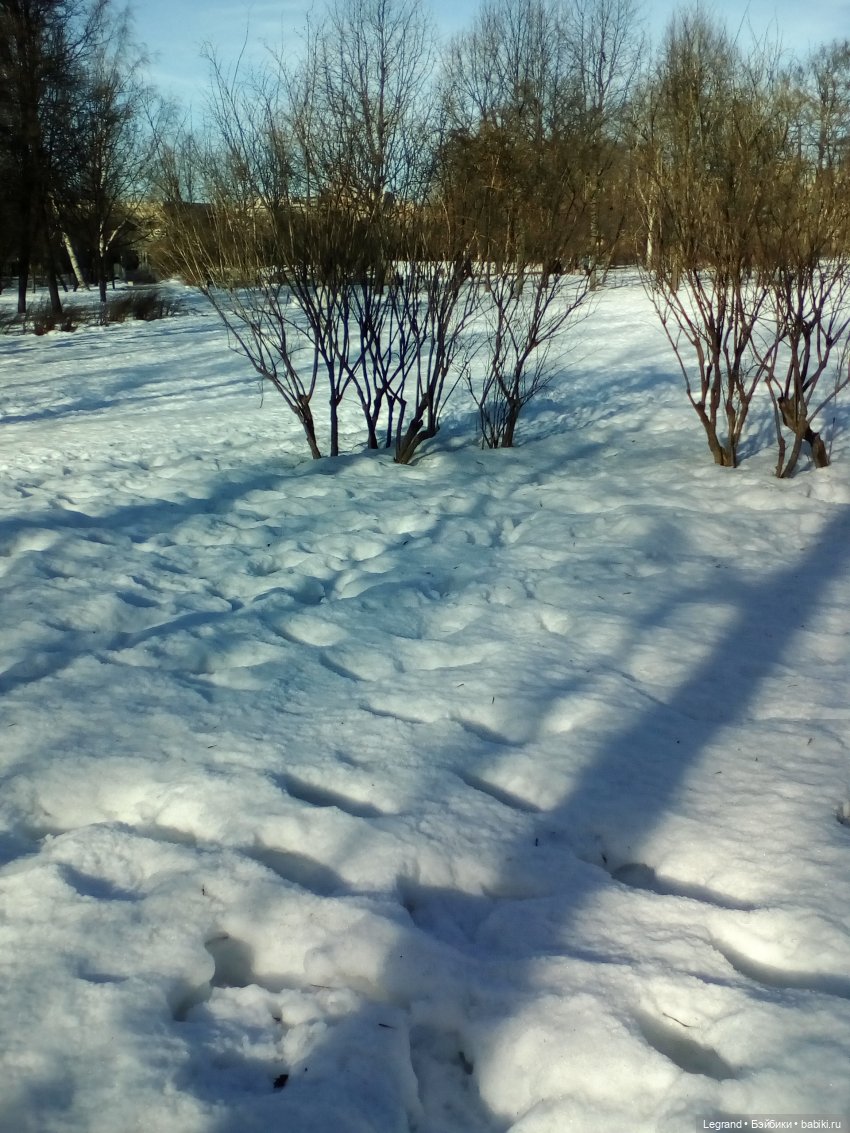 Петербург. Зимняя прогулка Гри в Таврическом саду