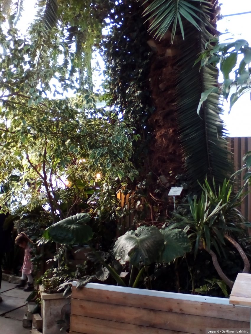 Петербург. Зимняя прогулка Гри в Таврическом саду (фото 10)