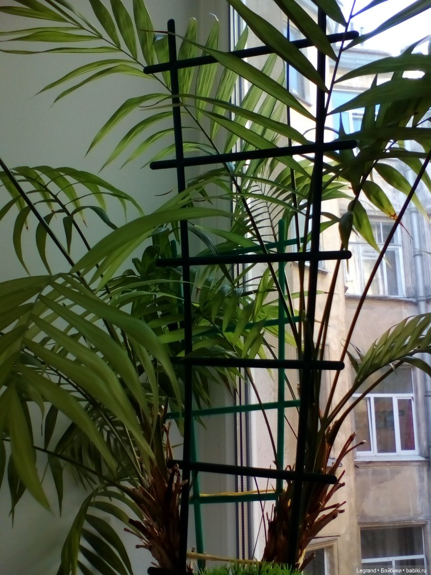 Пембе: фотосессия у комода | Бэйбики Пембе: фотосессия у комода