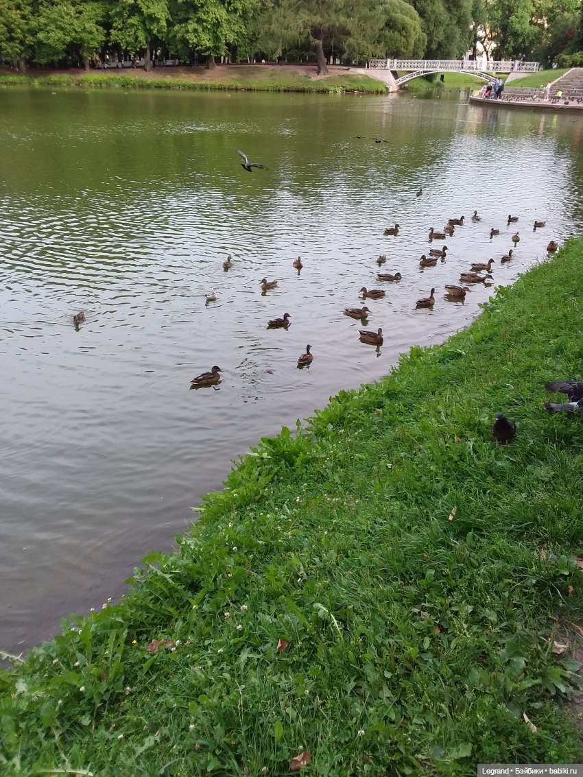 Утёнок для Гри — Плюшевые мишки и игрушки (Teddy Bear): винтаж (фото 6)