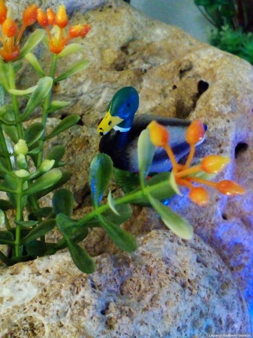 Гри и его любимец | Бэйбики Гри и его любимец — Плюшевые мишки и игрушки (Teddy Bear): винтаж (фото 9)