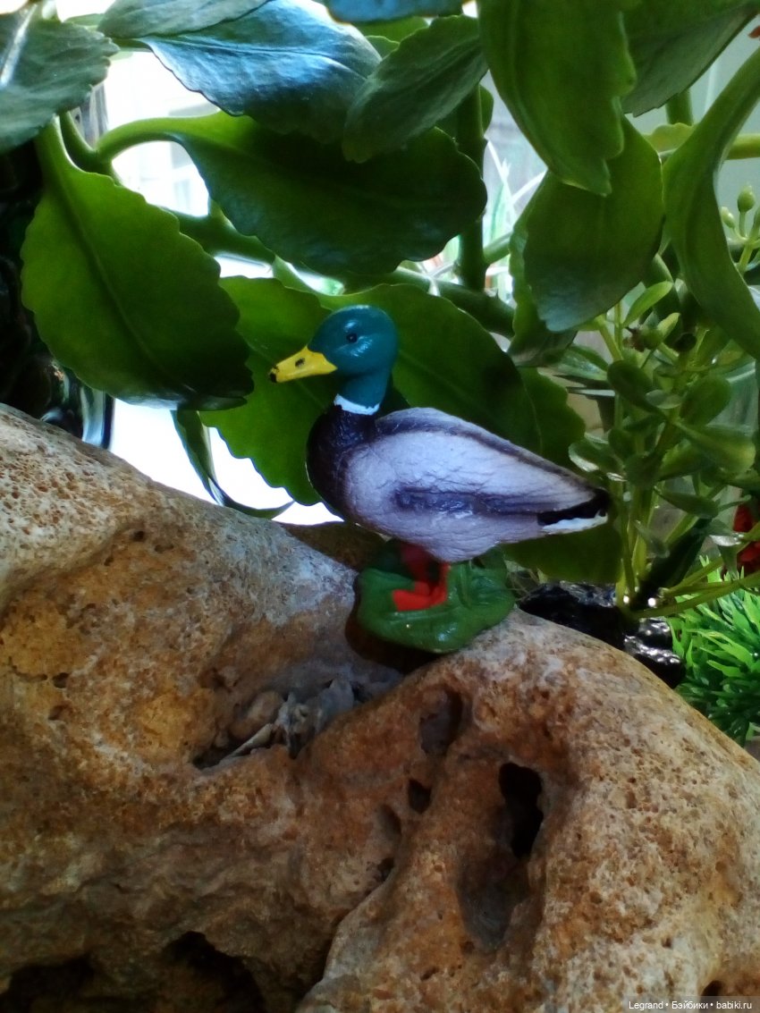 Гри и его любимец: воображаемые путешествия | Бэйбики Гри и его любимец: воображаемые путешествия