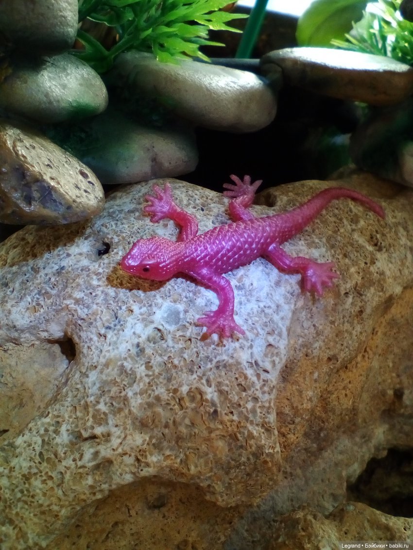 Лурения. Сад. Роксана и Пинки (фото 2)