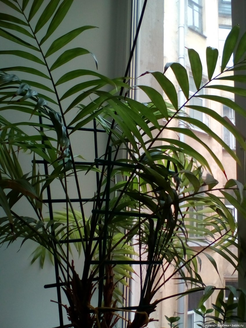 Лурения. Сад. Рыбалка — Куклы Kelly (Келли): Сестра Барби (фото 3)