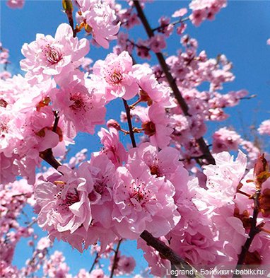 В потоке дней, в потоке бытия... Стихи Лестата (фото 3)