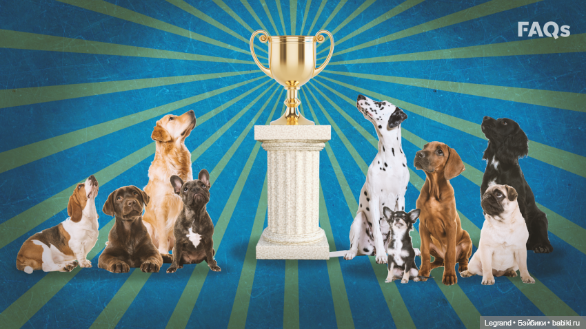 Лурения. Мини-дог Шоу. Церемония награждения. Часть вторая (фото 4)