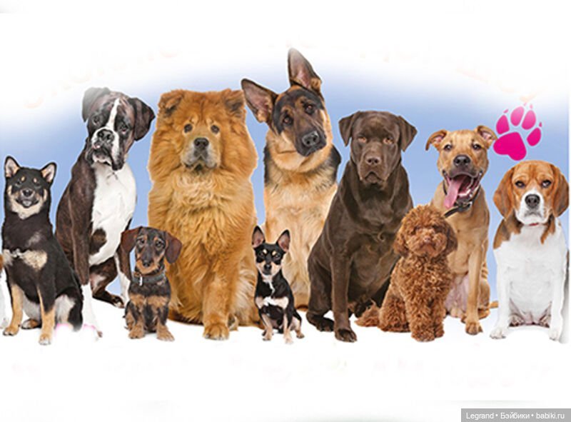 Лурения. Мини-дог Шоу. Результаты голосования (фото 2)