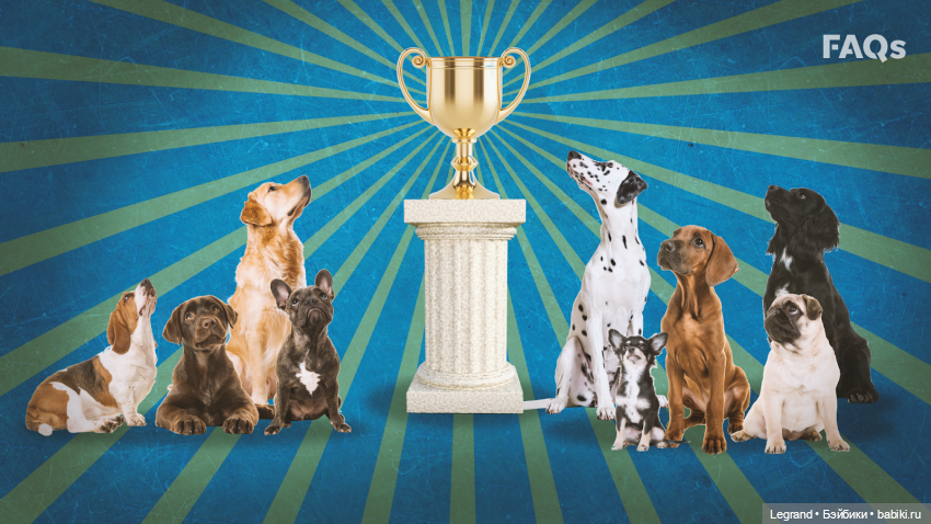 Лурения. Мини-дог Шоу. Результаты голосования (фото 3)