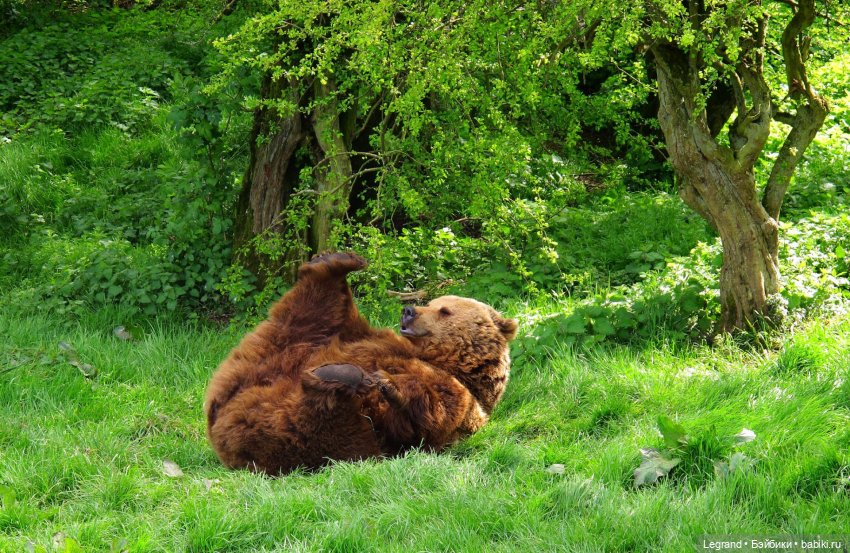 Пембе, Гри и май | Бэйбики Пембе, Гри и май — Плюшевые мишки и игрушки (Teddy Bear): винтаж (фото 9)