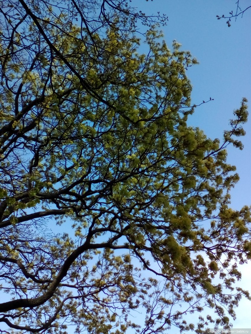 Петербург. Май. Таврический сад (фото 5)