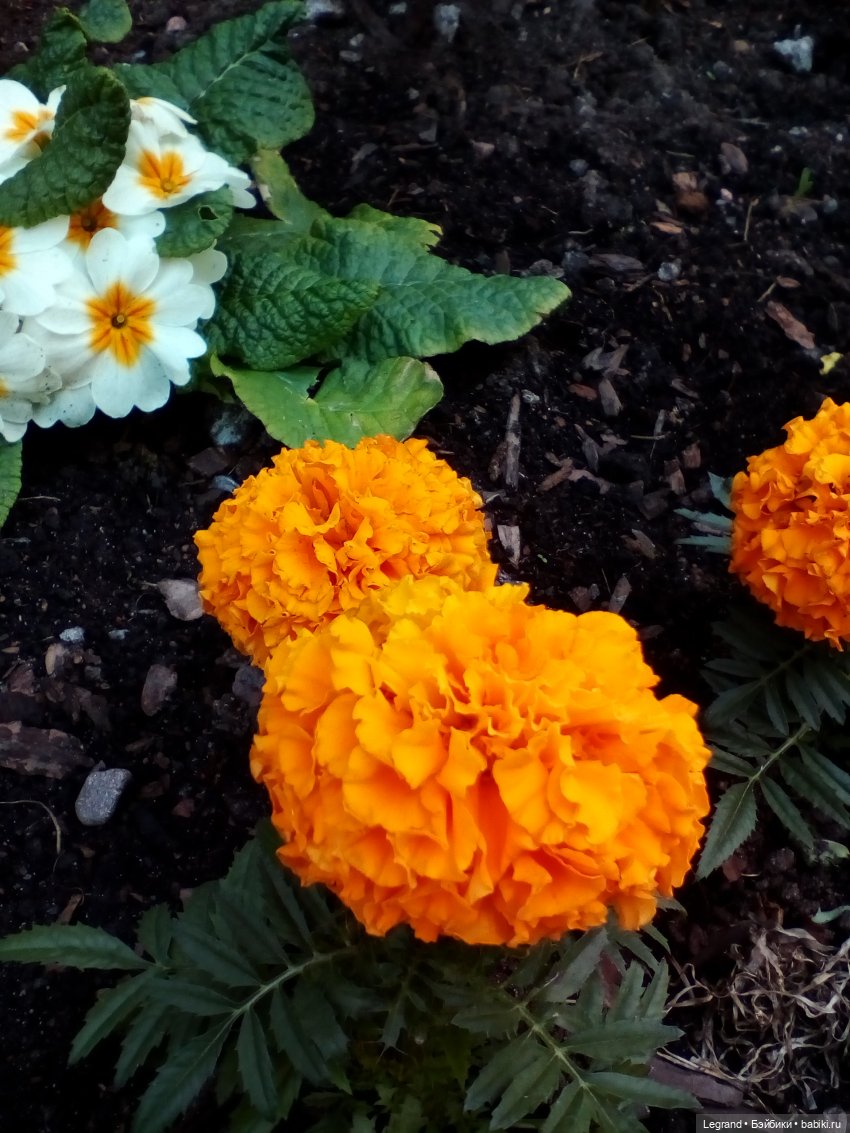 Петербург. Май. Таврический сад и Мармарис