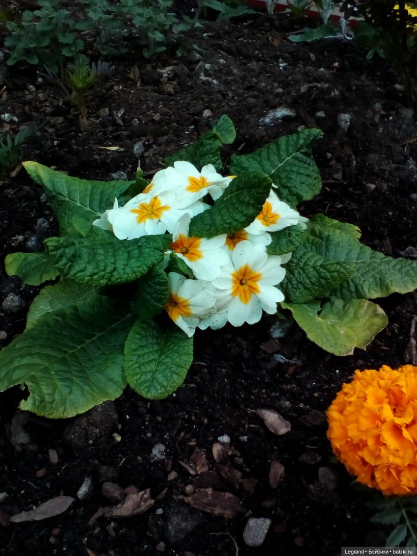 Петербург. Май. Таврический сад и Мармарис