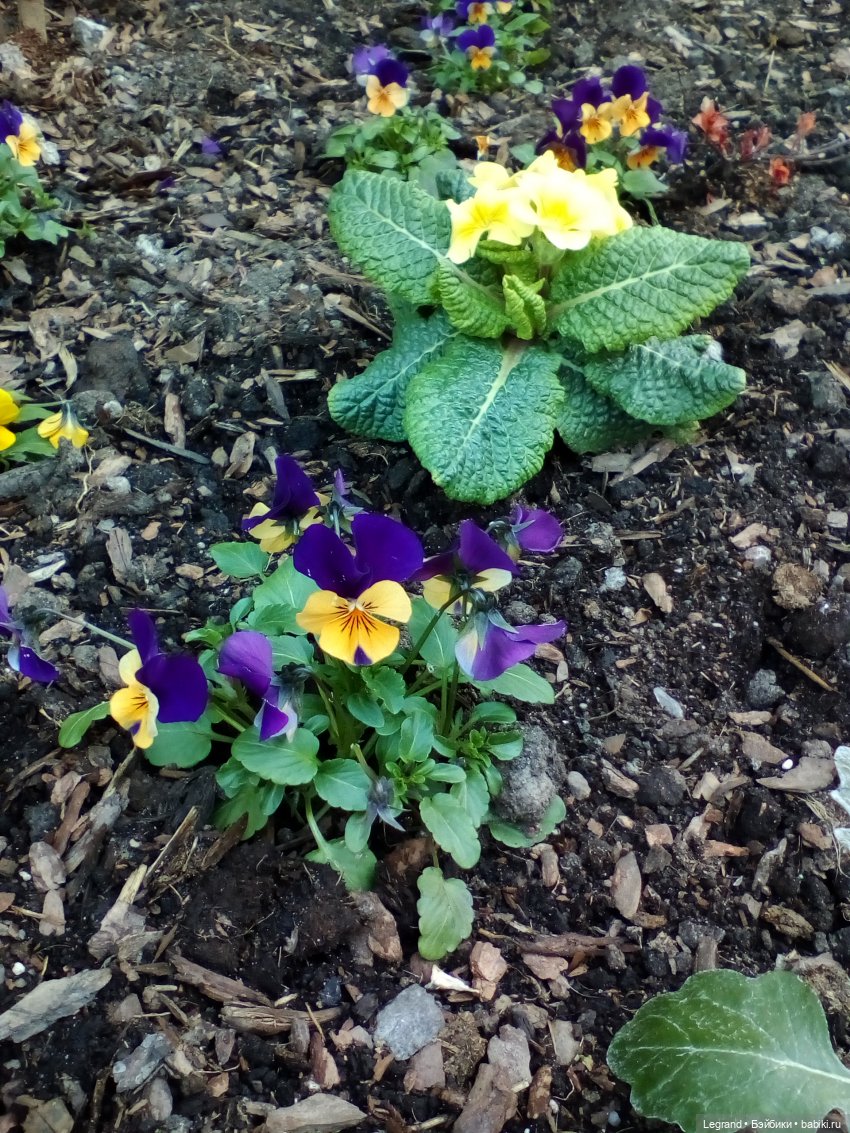 Петербург. Май. Таврический сад и Мармарис