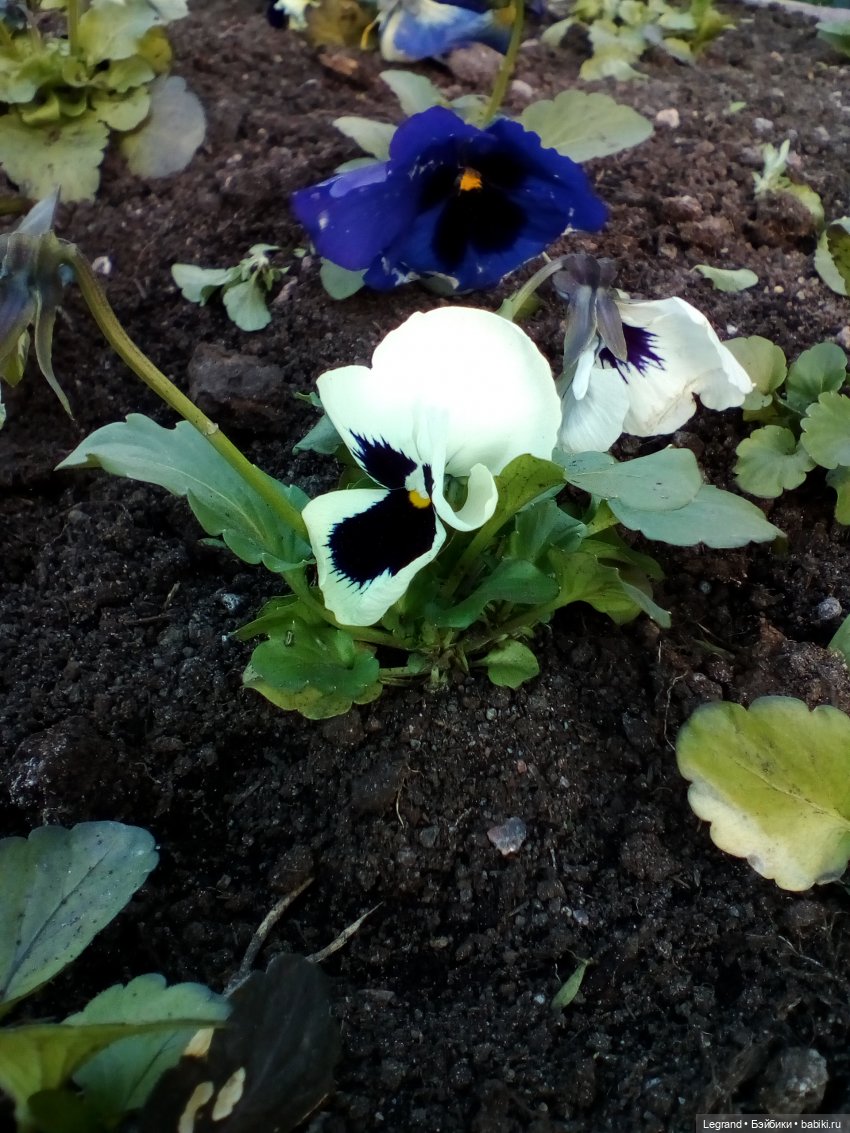 Петербург. Май. Таврический сад и Мармарис (фото 10)