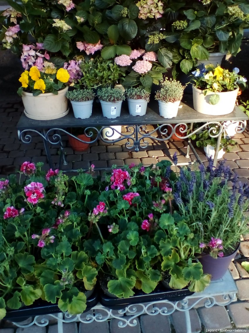 Петербург. Май. Таврический сад и Мармарис