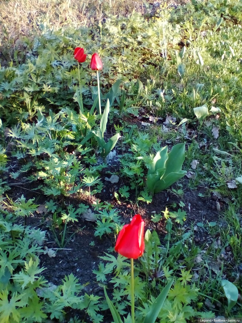 Петербург. Май. Таврический сад и Мармарис (фото 7)