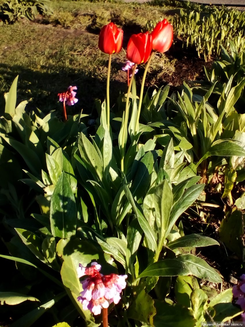 Петербург. Май. Таврический сад и Мармарис (фото 9)