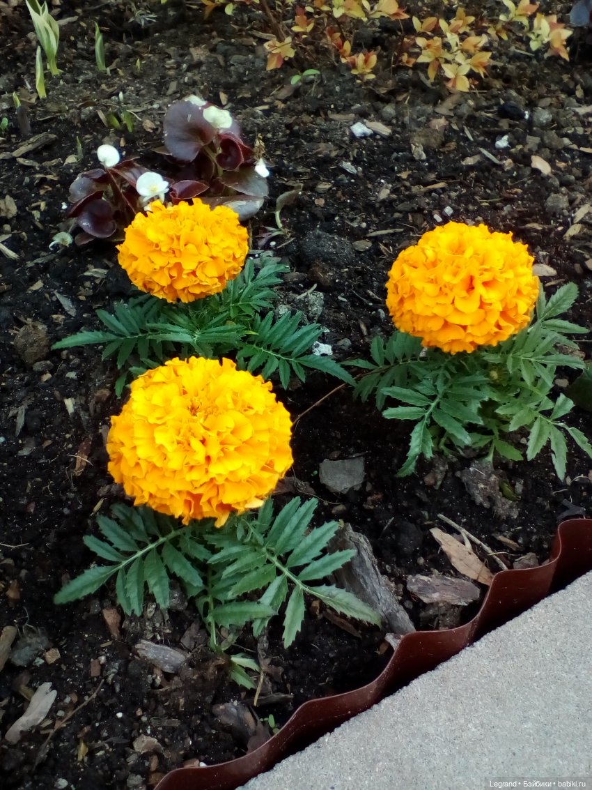 Петербург. Май. Таврический сад и Мармарис