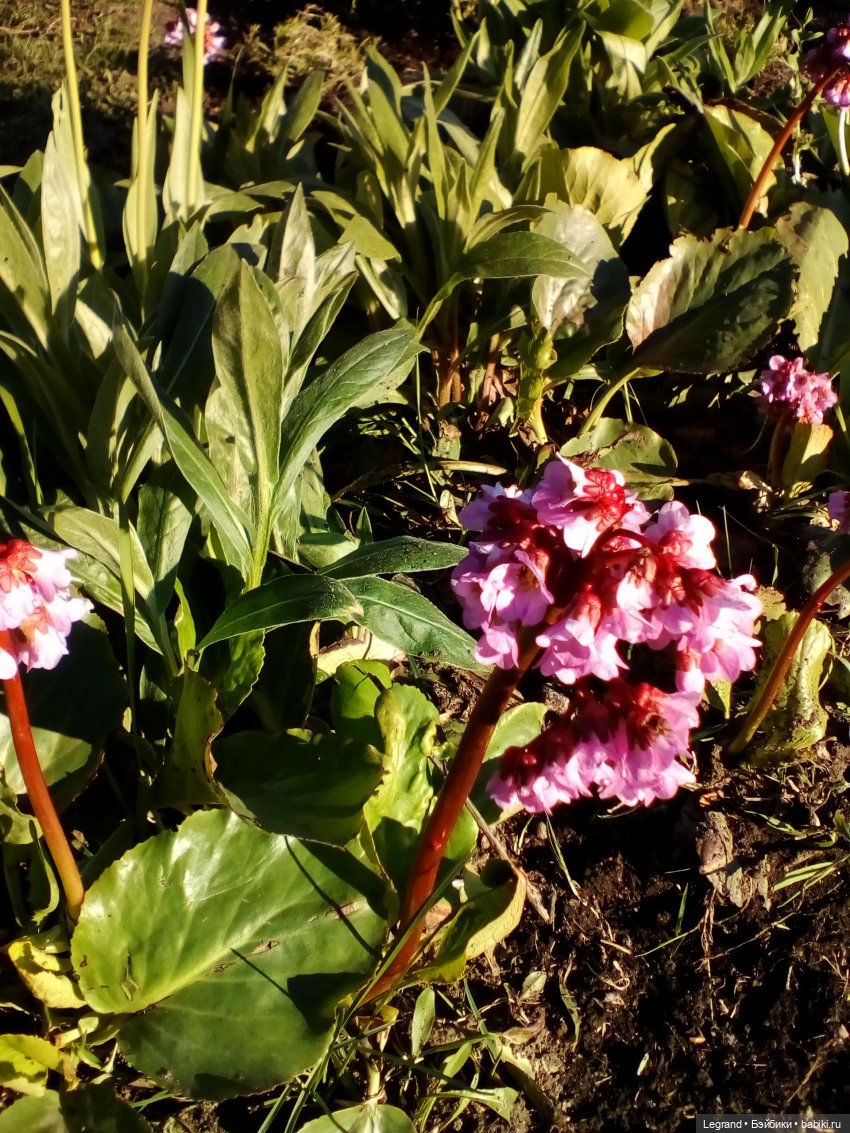 Петербург. Май. Таврический сад и Мармарис (фото 8)